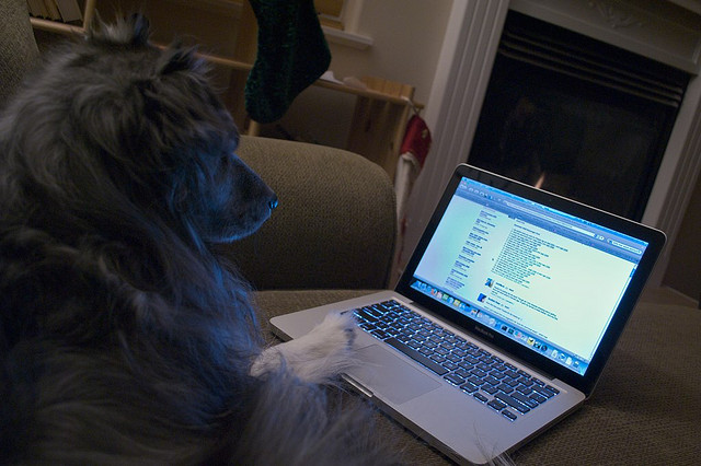 Dog looking at computer